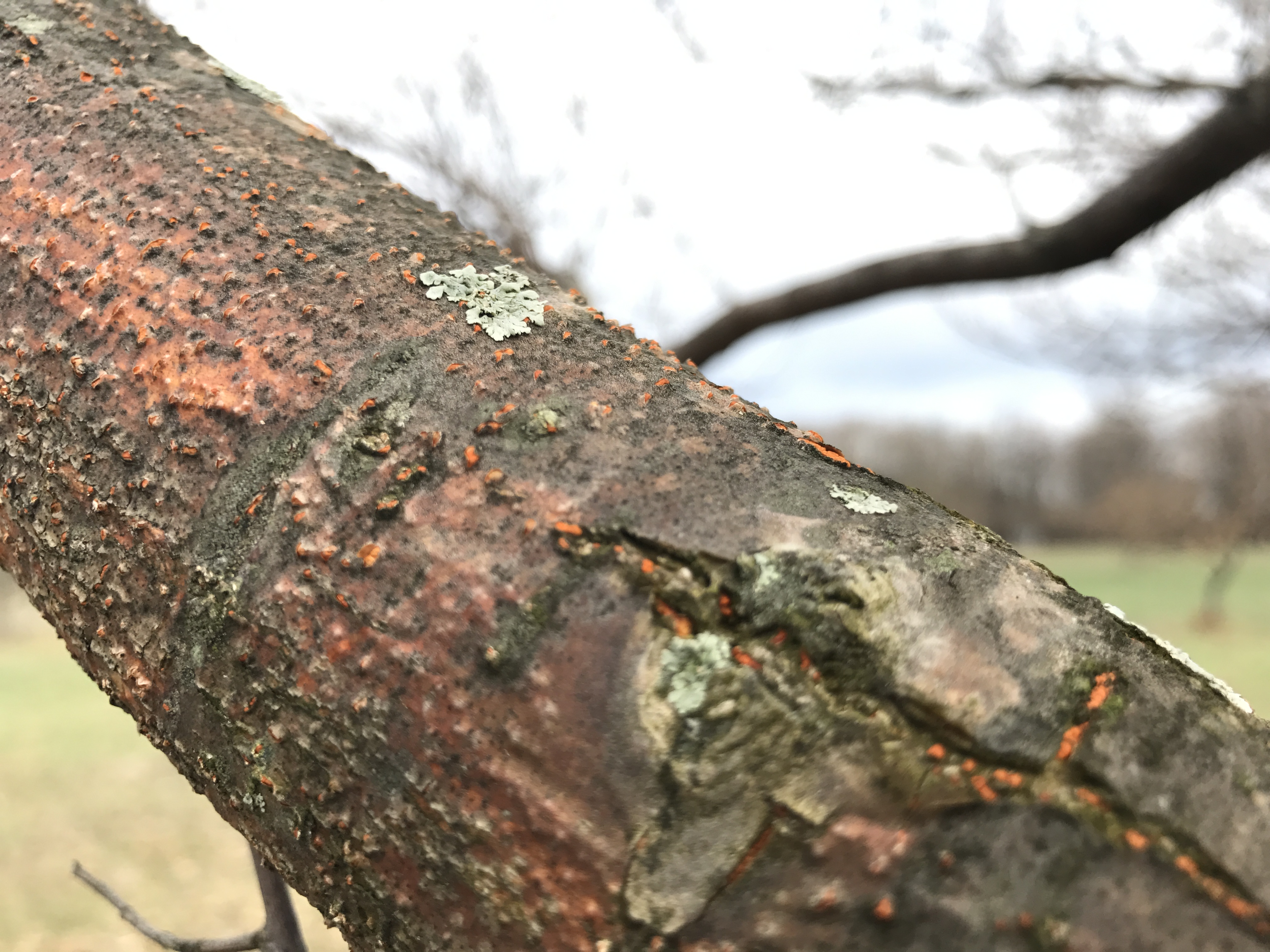 Orange fungus on the branch of a tree.